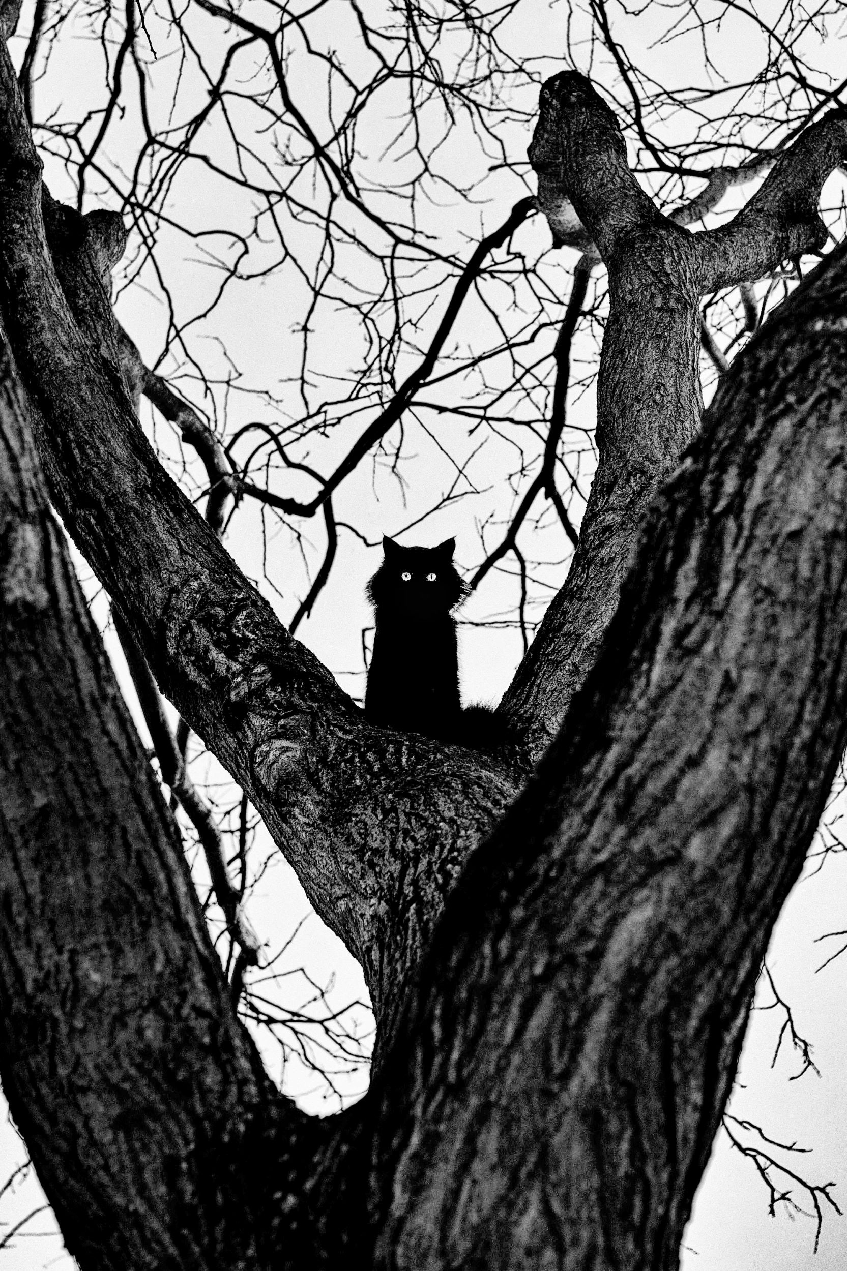 Street Cat