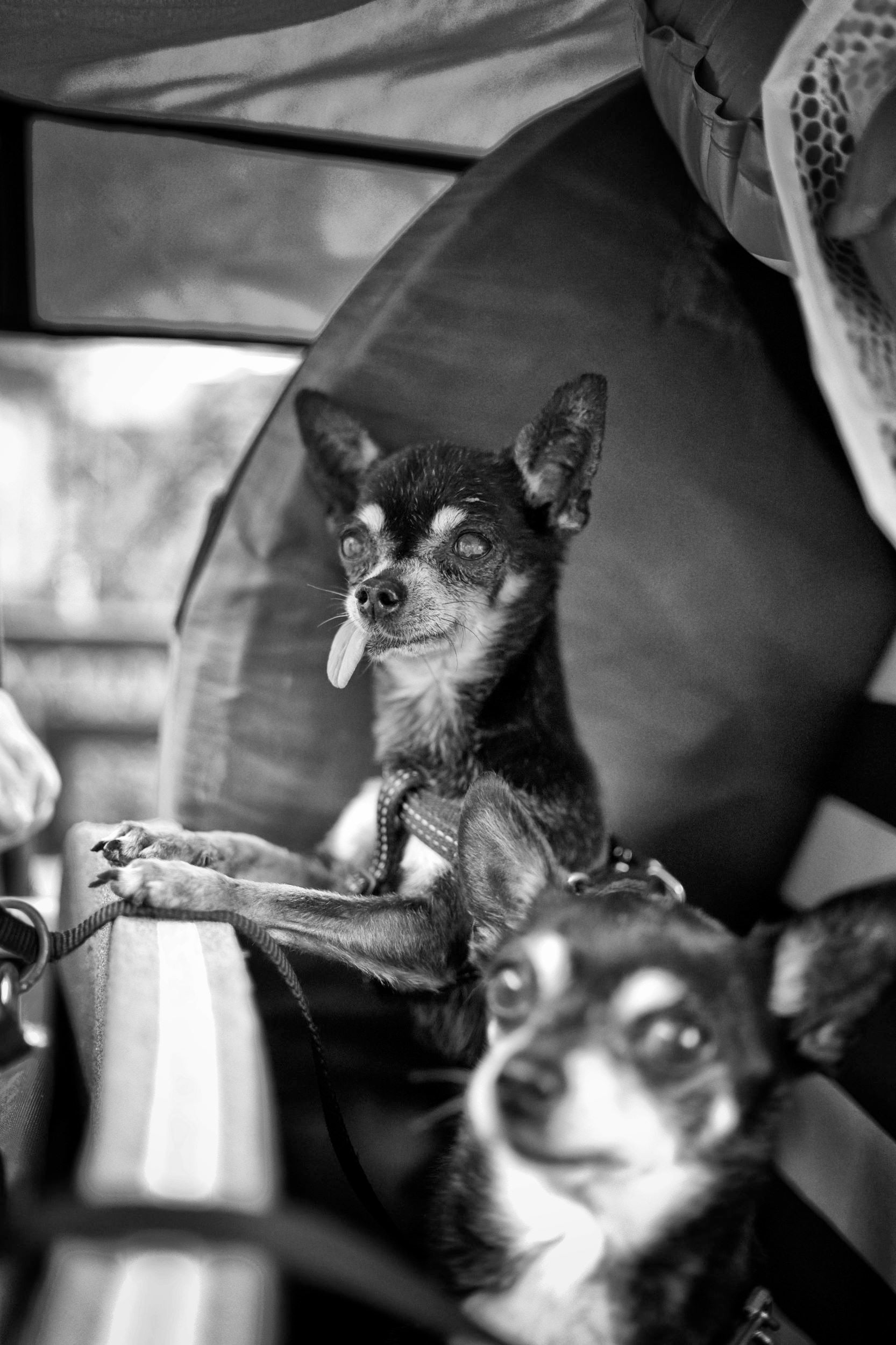Street Dogs