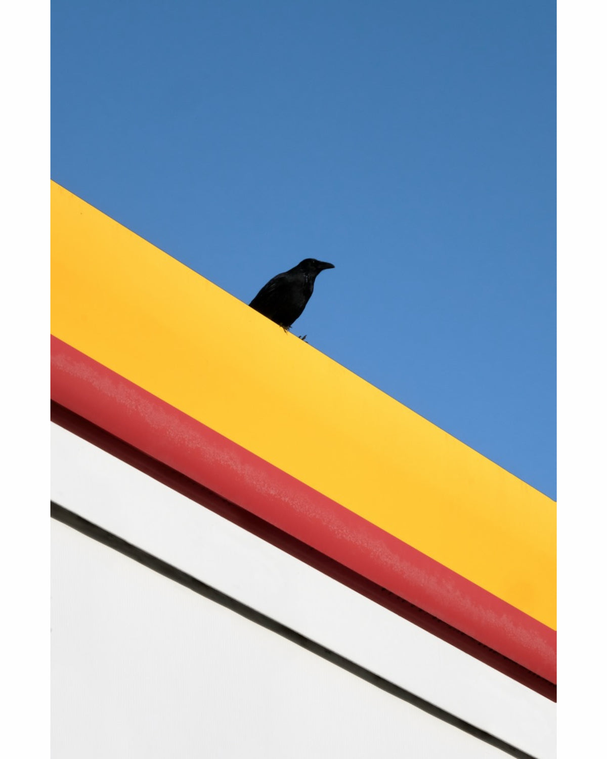 The Bird
